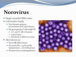 Norovirus can survive for weeks on surfaces and objects, such as countertops, doorknobs, phones, and furniture. Understanding Norovirus Ppt Video Online Download