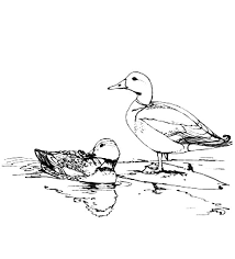 Supercoloring.com is a super fun for all ages: Mallard Duck Couple Mating Coloring Pages Color Luna Duck Couple Mallard Duck Coloring Pages