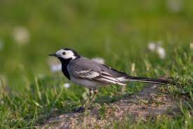 Die bachstelze (motacilla alba), westfälisch auch wippstiärtken, nordniedersächsisch wippsteert, im kölner raum wibbelstetzje, ostfriesisch akkermāntje oder baumāntje ist eine singvogelart aus der familie der stelzen und pieper. Bachstelze Wikipedia