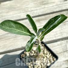 Image result for Sesamothamnus lugardii