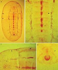 Image result for Cathormion altissimum