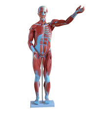 This video shows you the anatomy chapters that constitute a scientific basis for all knowledge embedded in the software.pricing: 80cm Human Muscle Anatomical Model With 27 Parts Male Muscle Anatomical Demonstration Model Buy Male Muscle Muscle Anatomical Muscle Demonstration Product On Alibaba Com