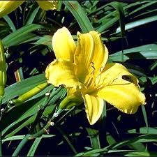 Yellow flowers have the potential to bring joy to pretty much anyone! Shrubs And Perennials
