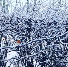 Use this guide to visiting hearst castle during the christmas season to find out why it's special, when to go and what you'll see. Podgy Robin In The Dalmeny Estate Edinburgh