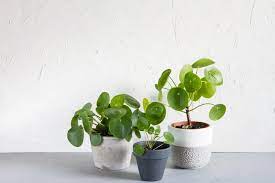 Photo Friendly Chinese Money Plants Are Cute And Easy To Care For In 2020 Chinese Money Plant Plant Care Houseplant Money Plant