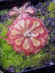 Image result for Drosera natalensis