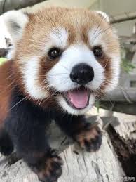 The Most Photogenic Red Panda Cute Baby Animals Red Panda Cute Cute Animals