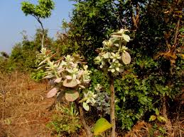 Image result for Anisophyllea boehmii