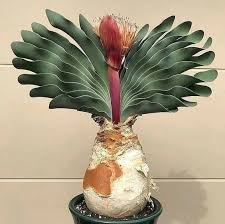 Image result for Boophone