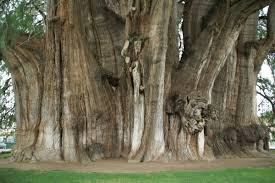 También conocido como taxodium mucronatum, el ciprés moctezuma, es una especie arbórea, que proviene de la lengua náhuatl ahuehuetl, atl agua y huehuetl, viejo cuyo significado es árbol viejo de agua. Los Arboles Mas Magnificos Del Mundo Ahuehuete Elblogverde Com