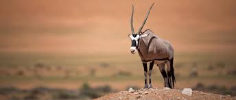 The horns end with a white tip. Oryx African Wildlife Foundation