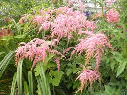 Buy it now, price break on quantity!!! Astilbe Ostrich Plume This Is One Of The Largest Astilbe Flickr