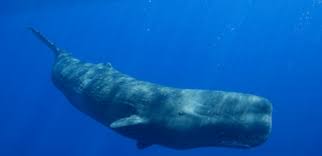 Physeter macrocephalus) adalah paus bergigi terbesar di dunia. Kkp Kementerian Kelautan Dan Perikanan