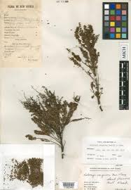 Image result for Laurembergia repens