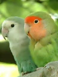 Mobile wallpaper hd love birds. Download Free Mobile Phone Wallpaper Love Birds 782 Mobilesmspk Net