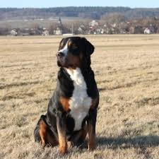 Grosser schweizer sennenhund er den største av de fire. Grosser Schweizer Sennenhund Vdh Landesverband Hessen E V