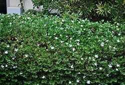 Image result for Carissa bispinosa