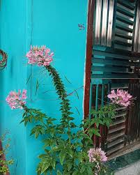 Image result for Cleome houtteana
