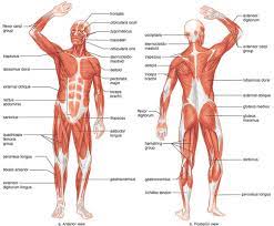 Anatomy Physiology Chapter 6 The Muscular System Quiz Quizizz