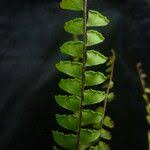 Image result for Adiantum incisum