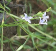 Image result for Oldenlandia affinis