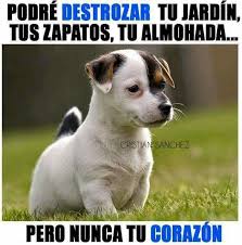 Tener Un Perro Es Tener Un Amigo Que Nunca Hablara Mal De Ti A Tus Espaldas Jamas Te Cmabiara Por Alguien Mas Perros Frases Animales Frases Perros Graciosos