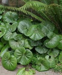 A beautiful saxifraga producing star shaped, light green leaves and arching stems topped with gorgeous tiny white flowers with attractive red spots at the. Big Leaved Perennials Finegardening Big Leaf Plants Leopard Plant Full Shade Plants
