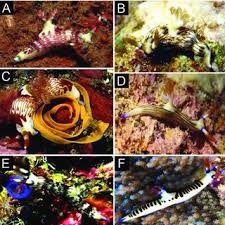 Nembrotha lineolata Bergh, 1905. Living animals: A, specimen from...