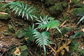 Image result for Diplazium nemorale