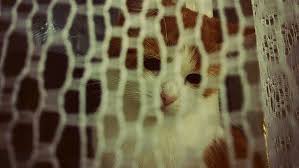 تحميل 100 صورة خلفيات قطط رائعة وعالية الدقة مداد الجليد funny cat photos cute cat wallpaper cat photo