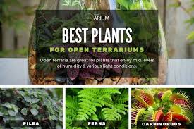 Terrarium Complete Care Guide How To Build Bantam Earth Best Terrarium Plants Open Terrariums Terrarium Plants