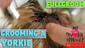 Yorkie Eye Cleaning And Haircut Youtube