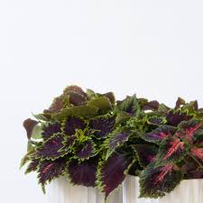Image result for Coleus scutellarioides