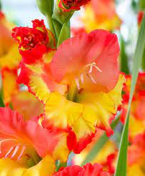 Large Flowered Gladioli Princess Margaret Rose Gladiolus Flower Amazing Flowers Bulb Flowers