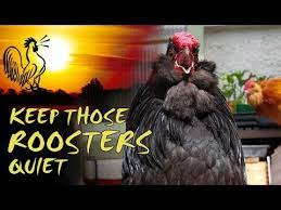Is there anything we can do to keep them quieter? How To Keep Roosters Quiet Youtube