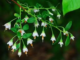 Image result for Vaccinium stanleyi