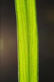 Image result for Gleichenia elongata