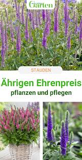 Ahriger Ehrenpreis Eindrucksvolle Blutentrauben In 2020 Pflanzen Ehrenpreis Stauden