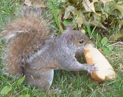 The New York Squirrel Give Us This Day Our Day Old Bread Squirrel Bread Chipmunks