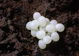 Also know, can mystery snail eggs hatch in water? How To Hatch Snail Eggs Jiji Blog