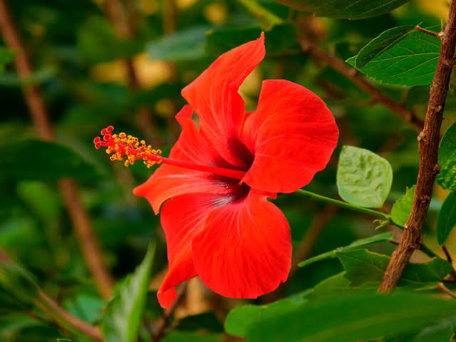 Hibisco