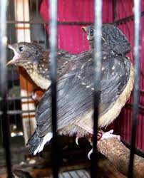 Jual beli burung kicau area purbalingga. Pemuda 26 Tahun Sukses Menangkar Murai Batu Om Kicau