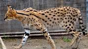 Full Grown African Serval Savannah Cat