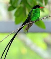 Birds With Long Tail Feathers Indigenous Animals Of Jamaica Bird Photo Bird Beautiful Birds