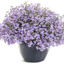 Image result for Lobelia erinus