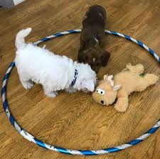 Barking, aggression, pulling on lead. Its Not About The Dog Best Puppy Preschool Program Brisbane Southside