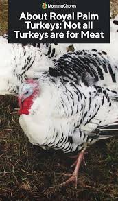 Birds That Look Like Turkeys In Florida About Royal Palm Turkeys Not All Turkeys Are Just For Meat Turkey Breeds Raising Turkeys Turkey