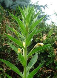 Tall plant with yellow flowers identification. Tall Plant With Yellow Flowers
