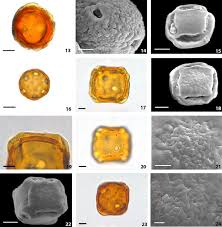 Image result for Janusia mediterranea