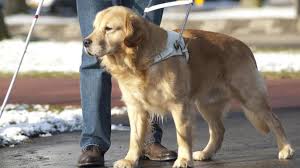 Famille d'accueil chien guide belgique. L Association Rocaille Chiens Guides D Aveugles A Cinq Annees D Existence